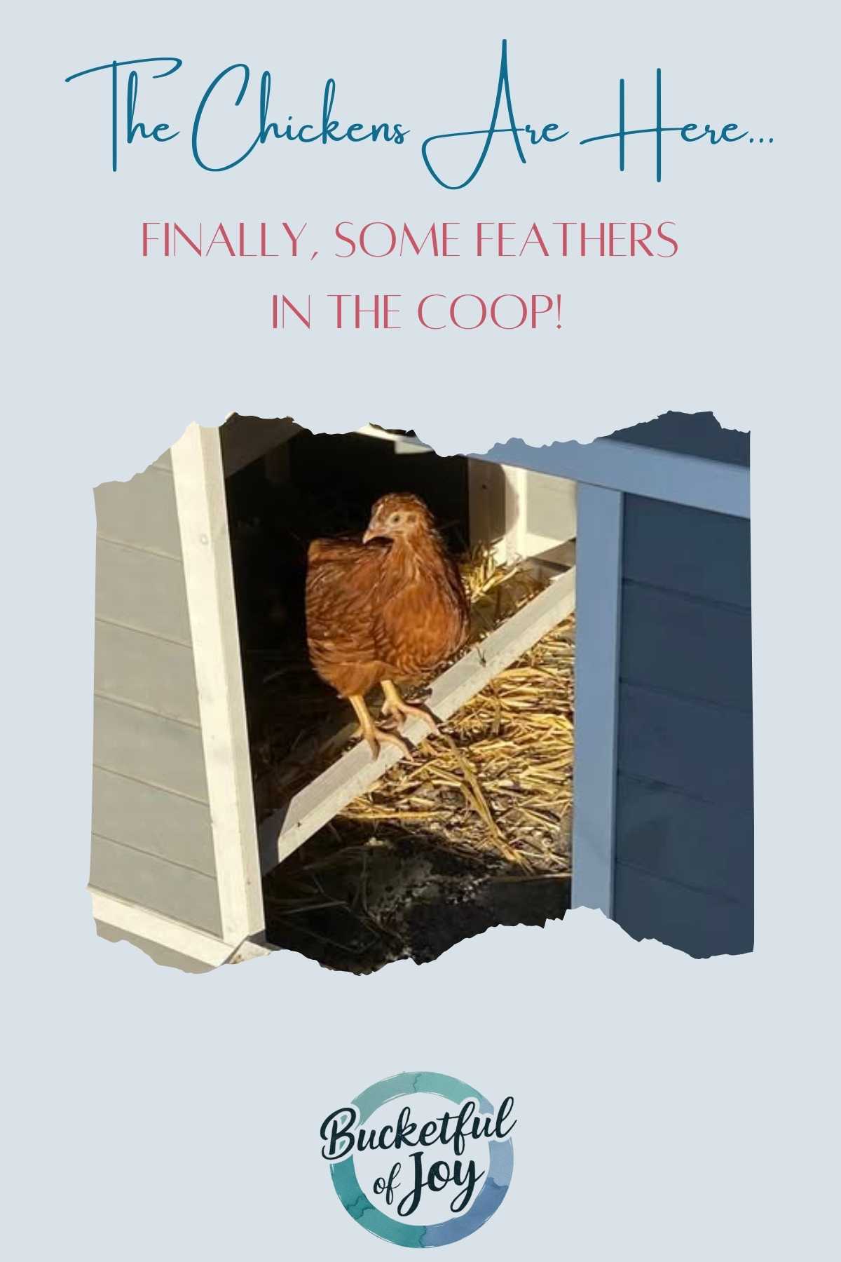 The Chickens Are Here … Finally Some Feathers in the Coop